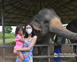 Заповедник слонов Elephant Jungle Sanctuary Pattaya - фото 885