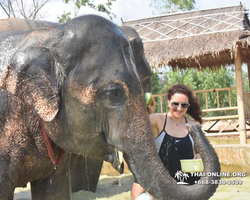 Заповедник слонов Elephant Jungle Sanctuary Pattaya - фото 141