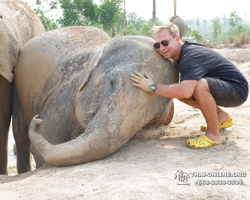 Заповедник слонов Elephant Jungle Sanctuary Pattaya - фото 377