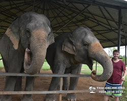 Заповедник слонов Elephant Jungle Sanctuary Pattaya - фото 973