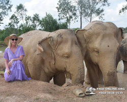 Заповедник слонов Elephant Jungle Sanctuary Pattaya - фото 220