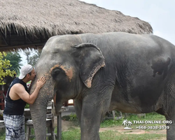 Заповедник слонов Elephant Jungle Sanctuary Pattaya - фото 499