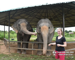 Заповедник слонов Elephant Jungle Sanctuary Pattaya - фото 765