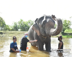 Заповедник слонов Elephant Jungle Sanctuary Pattaya - фото 814