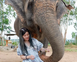 Заповедник слонов Elephant Jungle Sanctuary Pattaya - фото 171
