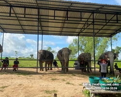 Заповедник слонов Elephant Jungle Sanctuary Pattaya - фото 109