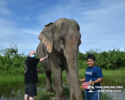 Заповедник слонов Elephant Jungle Sanctuary Pattaya - фото 1010
