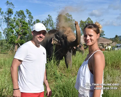 Заповедник слонов Elephant Jungle Sanctuary Pattaya - фото 214