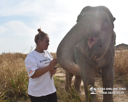 Заповедник слонов Elephant Jungle Sanctuary Pattaya - фото 1056