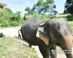 Заповедник слонов Elephant Jungle Sanctuary Pattaya - фото 96