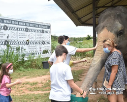 Заповедник слонов Elephant Jungle Sanctuary Pattaya - фото 395