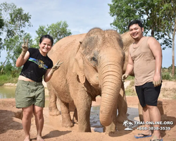 Заповедник слонов Elephant Jungle Sanctuary Pattaya - фото 111