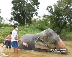 Заповедник слонов Elephant Jungle Sanctuary Pattaya - фото 222