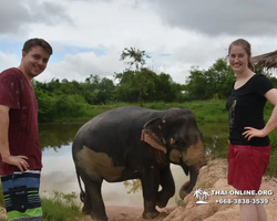 Заповедник слонов Elephant Jungle Sanctuary Pattaya - фото 1096