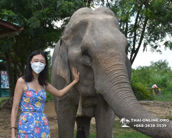 Заповедник слонов Elephant Jungle Sanctuary Pattaya - фото 485