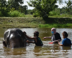 Заповедник слонов Elephant Jungle Sanctuary Pattaya - фото 301