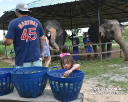Заповедник слонов Elephant Jungle Sanctuary Pattaya - фото 500