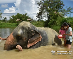 Заповедник слонов Elephant Jungle Sanctuary Pattaya - фото 543