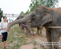 Заповедник слонов Elephant Jungle Sanctuary Pattaya - фото 433