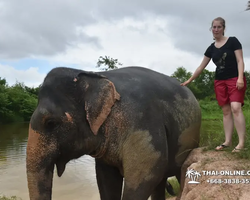 Заповедник слонов Elephant Jungle Sanctuary Pattaya - фото 1044