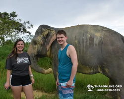 Заповедник слонов Elephant Jungle Sanctuary Pattaya - фото 975