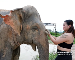 Заповедник слонов Elephant Jungle Sanctuary Pattaya - фото 1007