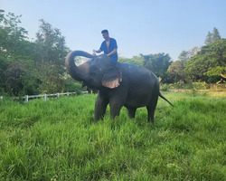 Заповедник слонов Elephant Jungle Sanctuary Pattaya - фото 248