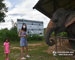 Заповедник слонов Elephant Jungle Sanctuary Pattaya - фото 667