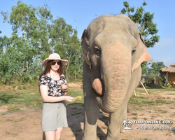Заповедник слонов Elephant Jungle Sanctuary Pattaya - фото 224