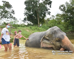 Заповедник слонов Elephant Jungle Sanctuary Pattaya - фото 195