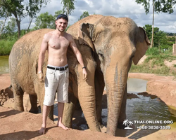 Заповедник слонов Elephant Jungle Sanctuary Pattaya - фото 157
