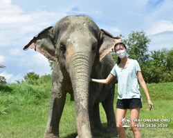 Заповедник слонов Elephant Jungle Sanctuary Pattaya - фото 498