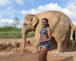 Заповедник слонов Elephant Jungle Sanctuary Pattaya - фото 415