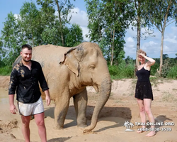 Заповедник слонов Elephant Jungle Sanctuary Pattaya - фото 89