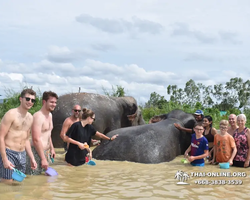 Заповедник слонов Elephant Jungle Sanctuary Pattaya - фото 886