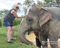Заповедник слонов Elephant Jungle Sanctuary Pattaya - фото 199