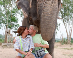Заповедник слонов Elephant Jungle Sanctuary Pattaya - фото 172
