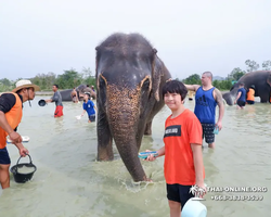Заповедник слонов Elephant Jungle Sanctuary Pattaya - фото 1030