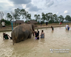 Заповедник слонов Elephant Jungle Sanctuary Pattaya - фото 304