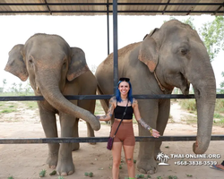 Заповедник слонов Elephant Jungle Sanctuary Pattaya - фото 730