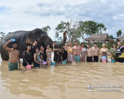 Заповедник слонов Elephant Jungle Sanctuary Pattaya - фото 839