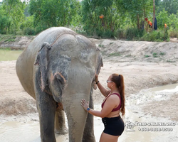 Заповедник слонов Elephant Jungle Sanctuary Pattaya - фото 235