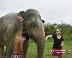 Заповедник слонов Elephant Jungle Sanctuary Pattaya - фото 1073
