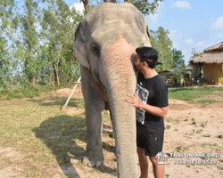 Заповедник слонов Elephant Jungle Sanctuary Pattaya - фото 165
