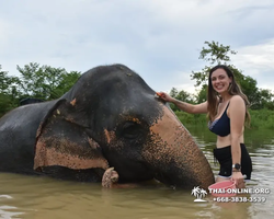 Заповедник слонов Elephant Jungle Sanctuary Pattaya - фото 1051