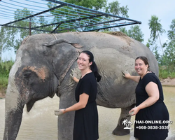 Заповедник слонов Elephant Jungle Sanctuary Pattaya - фото 478