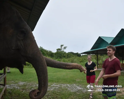Заповедник слонов Elephant Jungle Sanctuary Pattaya - фото 1106
