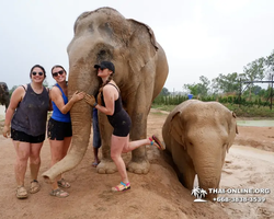 Заповедник слонов Elephant Jungle Sanctuary Pattaya - фото 739