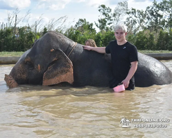 Заповедник слонов Elephant Jungle Sanctuary Pattaya - фото 473