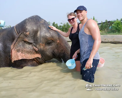 Заповедник слонов Elephant Jungle Sanctuary Pattaya - фото 896